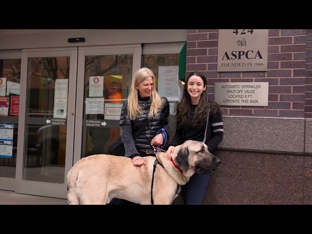 Love Me Like My Dog (Official Music Video)